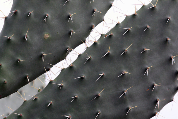 Cactus Africano
 - Foto, Imagem