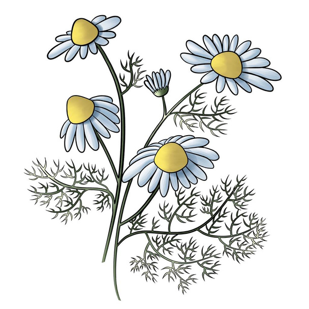 two sprigs of chamomile with flowers and leaves graphic sketch - Fotoğraf, Görsel