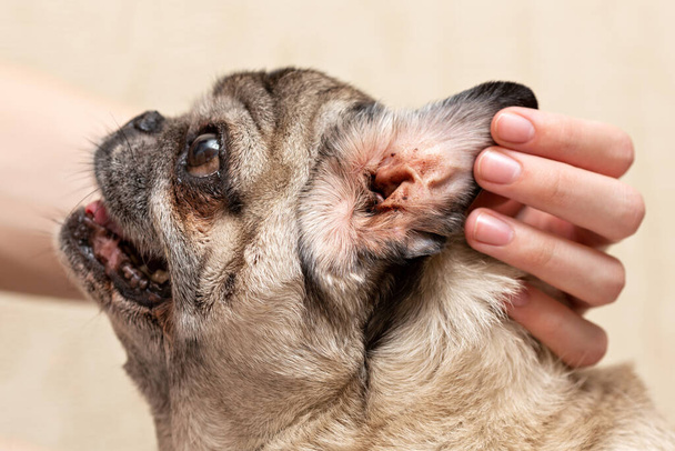 Бежевый мопс. Грязное ухо собаки. Ушные клещи, аллергический отит - Фото, изображение