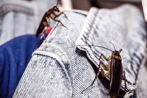 běžní švábi okusující nebo hryzající oblečení, hmyz uvnitř šatníku, problém s městskými škůdci - Fotografie, Obrázek