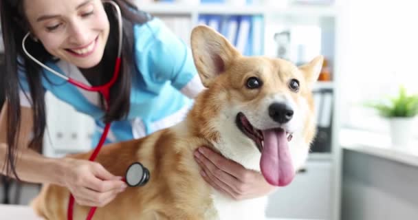 Жінка-ветеринар прослуховування зі стетоскопом собаці в клініці 4k фільм
 - Кадри, відео