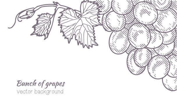 Vintage bunch of grapes. - Vector, imagen