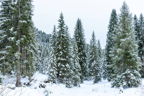 Vista de un bosque de montaña de invierno en un día nublado. Fondo natural. - Foto, Imagen