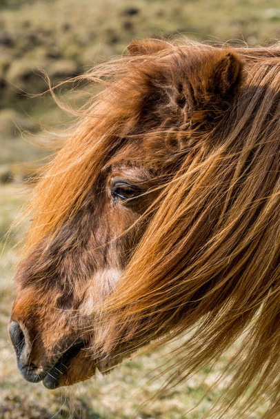 栗色または茶色の色で非常に古いアイスランドの馬の肖像画太陽の光に輝く非常に長いマン - 写真・画像