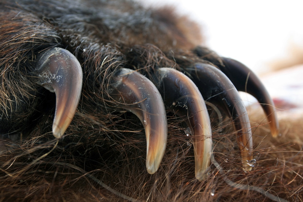 Claws of the bear. The front paw of the bear, - Photo, Image