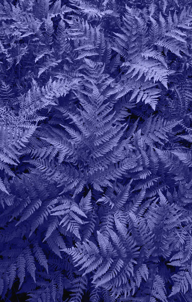 Il colore del 2022, Very Peri. Foglie viola fresche primo piano. Sfondo astratto della natura. La vista dall'alto - Foto, immagini