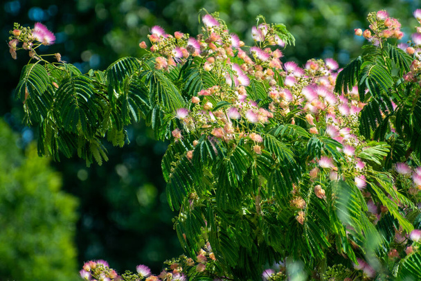 Ροζ άνθος περσικού μεταξένιου δέντρου Albizia julibrissin το καλοκαίρι - Φωτογραφία, εικόνα