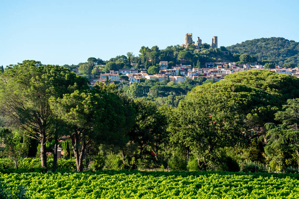 Güney Fransa 'nın Provence-Alpes-Cote d' Azur bölgesinde şarap üretimi var, Temmuz ayında Saint-Tropez kasabası yakınlarında yeşil üzüm bağları, Cotes de Provence şarabı. - Fotoğraf, Görsel