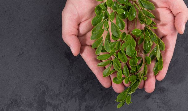 Moringa Oleifera - Manos masculinas con hojas de moringa fresca - Foto, imagen