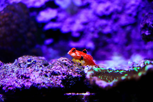 Ruby Red Dragonet - Synchiropus sycorax - Foto, afbeelding