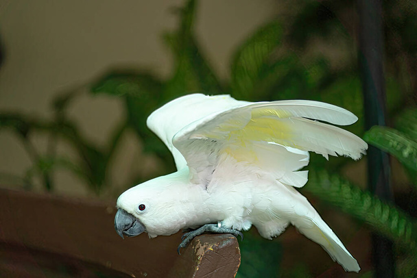 Un bellissimo pappagallo appollaiato su una panchina. Si trovano principalmente nelle regioni tropicali e subtropicali - Foto, immagini