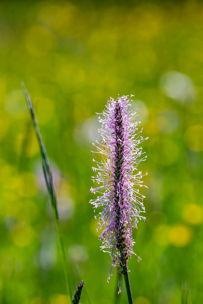 Plantago media flower growing in meadow, macro - Photo, Image