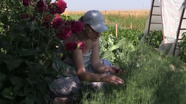vrouw plukken dill twijgen gehurkt in de buurt van dahlia in land tuin - Video