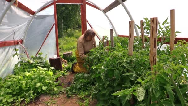 babička žena trávu rajčete rostliny ve skleníku a kočka - Záběry, video