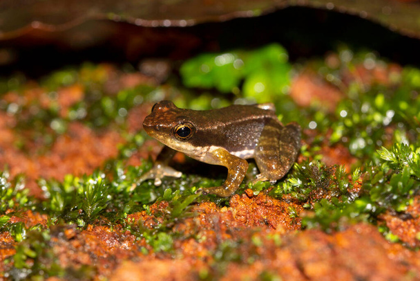 Kottigehara танцююча жаба Micrixalus kottigeharensis, Agumbe Karnataka, India. Ендемік західних гатів у Карнатака (Індія).. - Фото, зображення