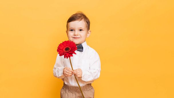 A boy in a white shirt, trousers and bow tie on a yellow background holds a gerbera flower in his hands. A gift for my mother, grandmother. With space for your text. - Fotografie, Obrázek