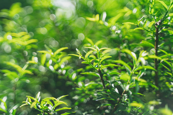 Druh zeleného listu v krásné zahradě. Přírodní zelené listy rostliny pozadí pokrytí stránku prostředí ekologie nebo zeleně tapety koncept - Fotografie, Obrázek
