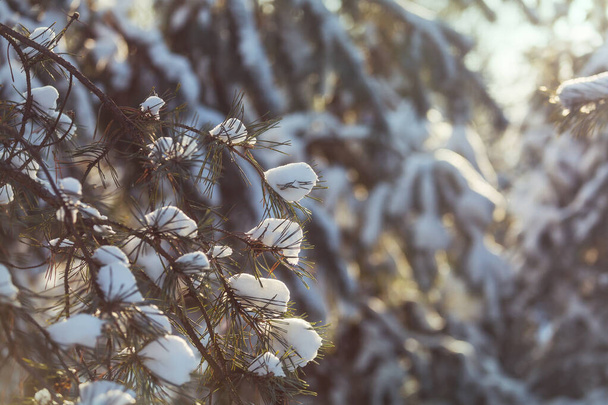 Forêt enneigée pittoresque en hiver - Photo, image