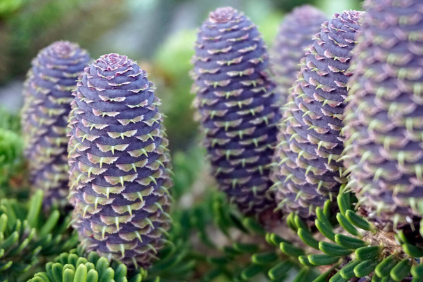   Signs of spring. Young bright bumps on the Korean papa. Gymnosperms are conifers.                              - Photo, Image