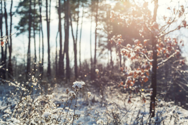 Malowniczy las pokryty śniegiem w sezonie zimowym. Dobre na Boże Narodzenie tło. - Zdjęcie, obraz
