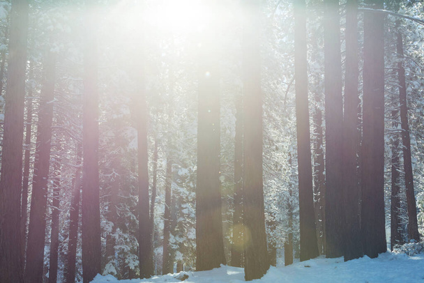 Kış mevsiminde karla kaplı orman manzarası. Noel arkaplanı için iyi. - Fotoğraf, Görsel