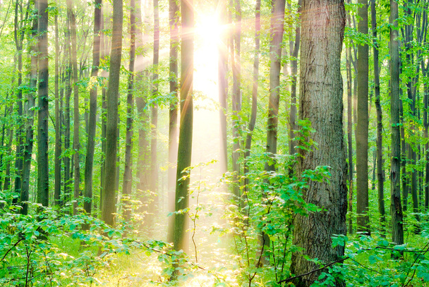 Morning sun rays in summer in the forest. - Photo, Image