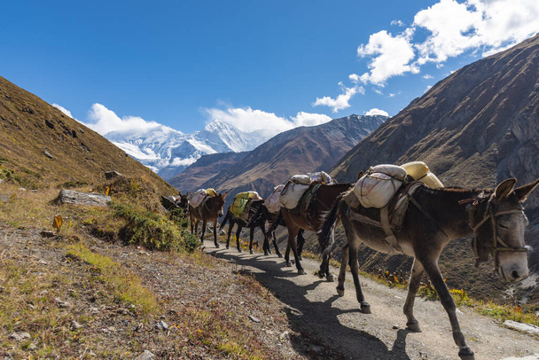 A shot of donkeys carrying goods and walking in a line on a road between mountains - 写真・画像