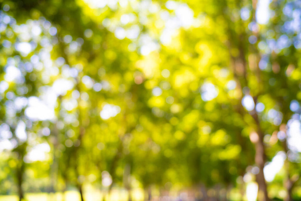 Анотація розмитого зеленого дерева парк сонячний день фон природи
 - Фото, зображення