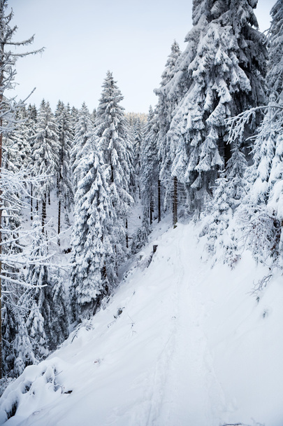 Bosque de invierno en montañas
 - Foto, Imagen
