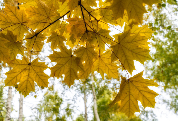 A low angle view of autumn maple leaves on a branch in the forest - Φωτογραφία, εικόνα