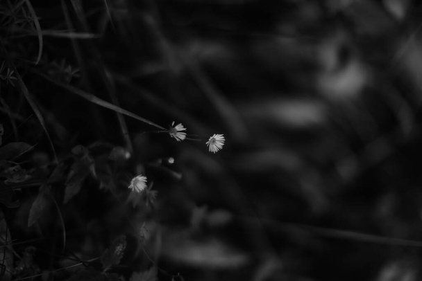 summer dark abstract background, blurring and blurring, soft focus - Φωτογραφία, εικόνα