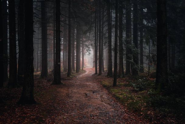 A landscape view of the Bavarian forest path in the autumn evening. Bavaria, Germany - Фото, изображение