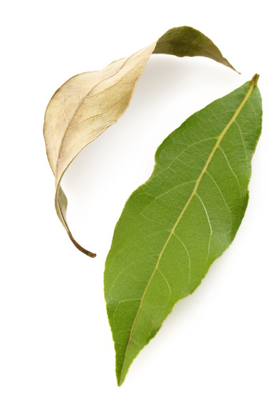 dry bay leaves  and fresh bay leaves on white  - Photo, Image