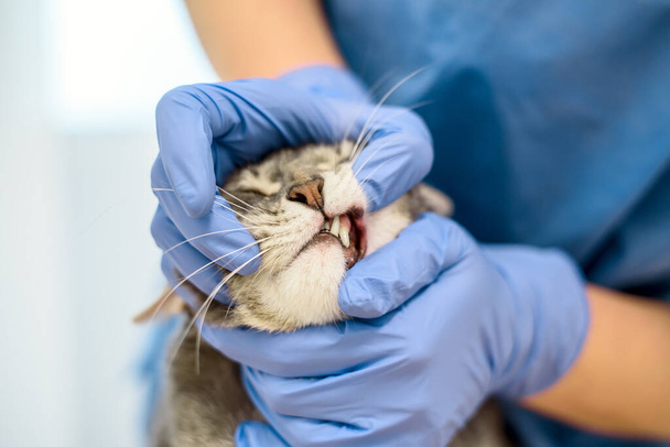Ένας κτηνίατρος γιατρός προσπαθεί να εξετάσει τα δόντια μιας γκρίζας γάτας. - Φωτογραφία, εικόνα