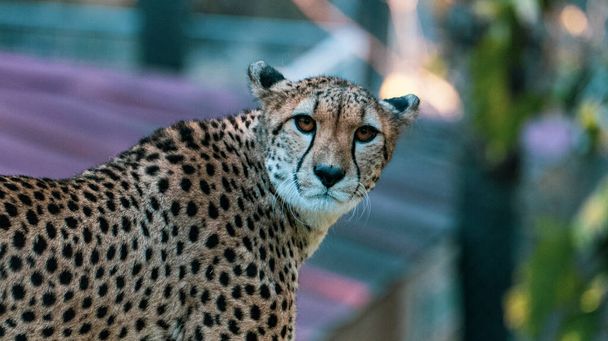 Cheetah looking at camera. Guepardo mirando a camara tranquilamente. - Φωτογραφία, εικόνα