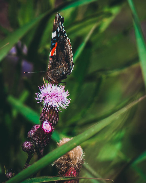 A closeup of a beautiful butterfly on a flower in the garden - Valokuva, kuva