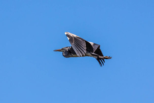 Grijze reiger of Ardea cinerea. Single Grey Heron in vlucht. Dit is een roofvogel uit de familie van de reigers (Ardeidae). - Foto, afbeelding