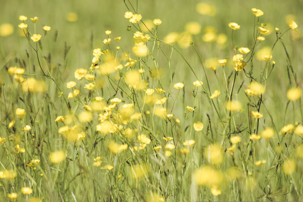 A beautiful macro shot of pretty yellow Caustic buttercup flowers in a field on a blurry background - Foto, Imagem