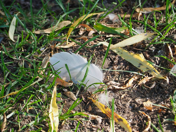 A closeup shot of a white feather of the bird on the grass in the field amid dry fallen leaves - Fotografie, Obrázek