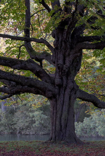 A vertical shot of a tall strong tree in a park with a misty background in autumn - 写真・画像