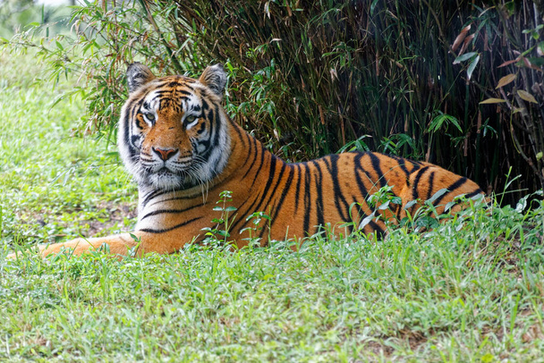 A closeup shot of a tiger lying in the zoo - Foto, Imagen