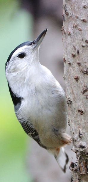 A closeup of a white-breasted nuthatch bird on a tree - Foto, imagen