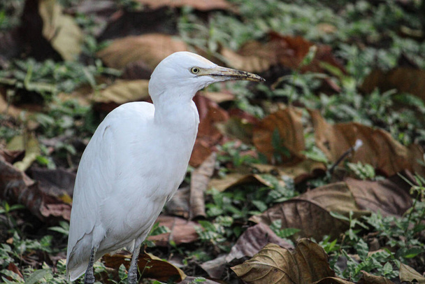 A close-up shot of a lovely white egret perched on the grassy ground with dry fallen leaves - Zdjęcie, obraz