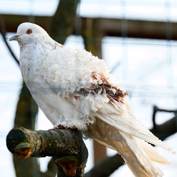 white dove in the zoo, a bird in captivity, a dove sitting on a branch. - Photo, Image