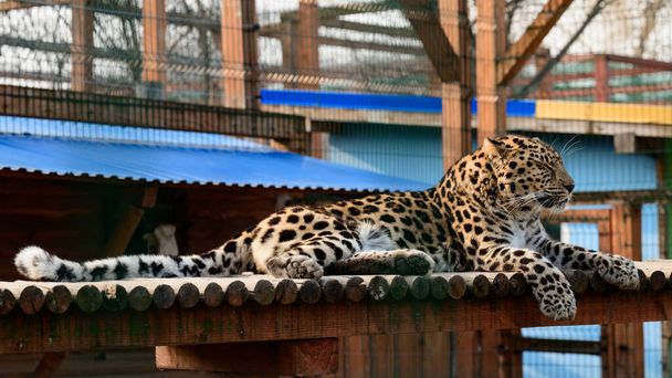 Távol-keleti leopárd és annak élete az állatkertben, az ukrán állatkertben, egy veszélyeztetett ragadozó faj.. - Fotó, kép