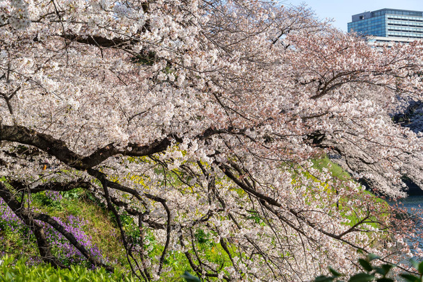 Цветение сакуры в Японии, Токио - Фото, изображение