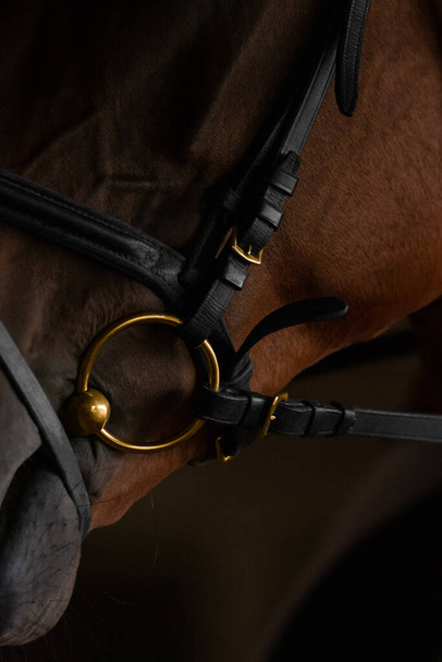 Une partie de la tête du cheval brun gros plan sur fond sombre. Cheval dans une bride noire avec inserts en métal doré. - Photo, image