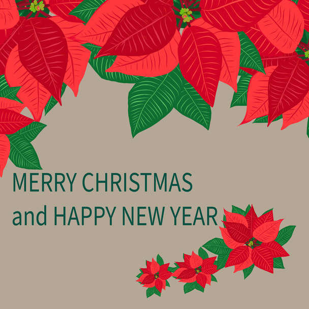 Greeting Christmas card with red poinsettias. - Vektor, Bild