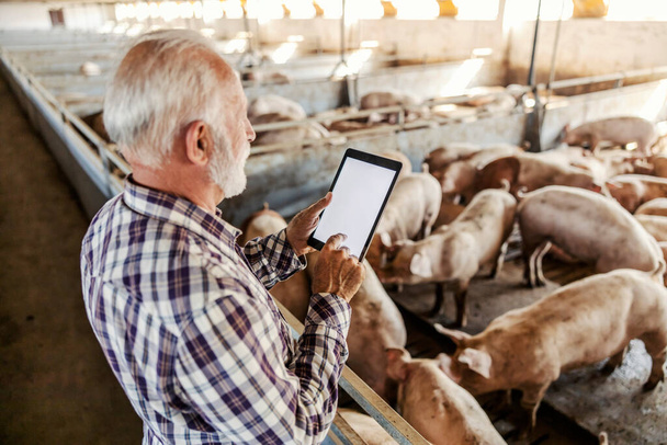 Старший фермер стоїть поруч зі свинячою ручкою і прокручується на планшеті. Нові технології в тваринницькому бізнесі. Фермер використовує планшет у стайні
. - Фото, зображення
