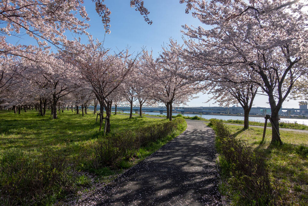 Kirsikankukat Japanissa, Tokiossa - Valokuva, kuva